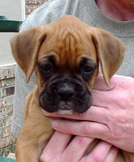 Addy at 7 weeks old