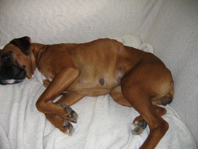 Adrian after spay