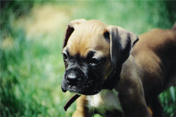Adrian When She Was A Puppy