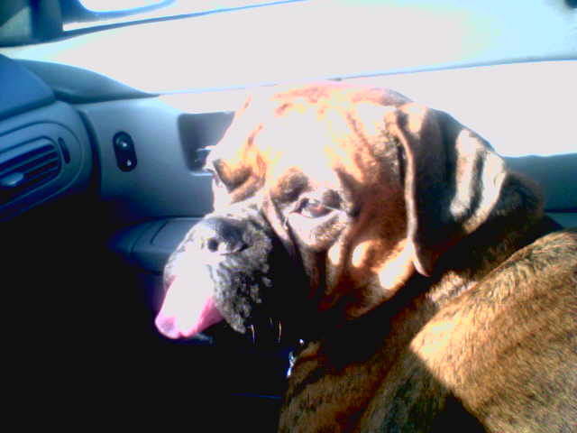 After our trip to the groomers:)