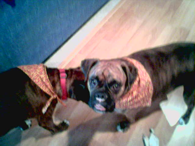 After our trip to the groomers:)