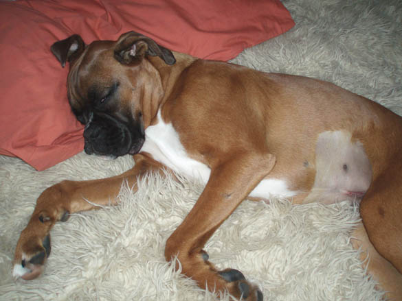 After Ruby's Spay 6 Months