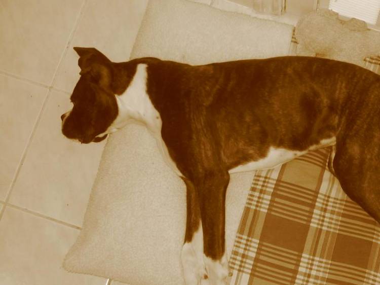 After the dog park