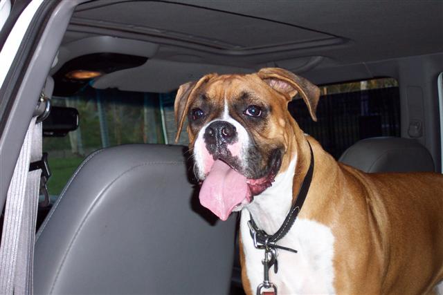 After the Dog Park