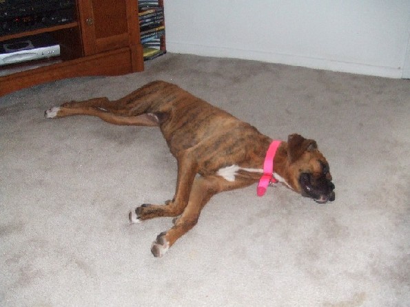 After the dog park!