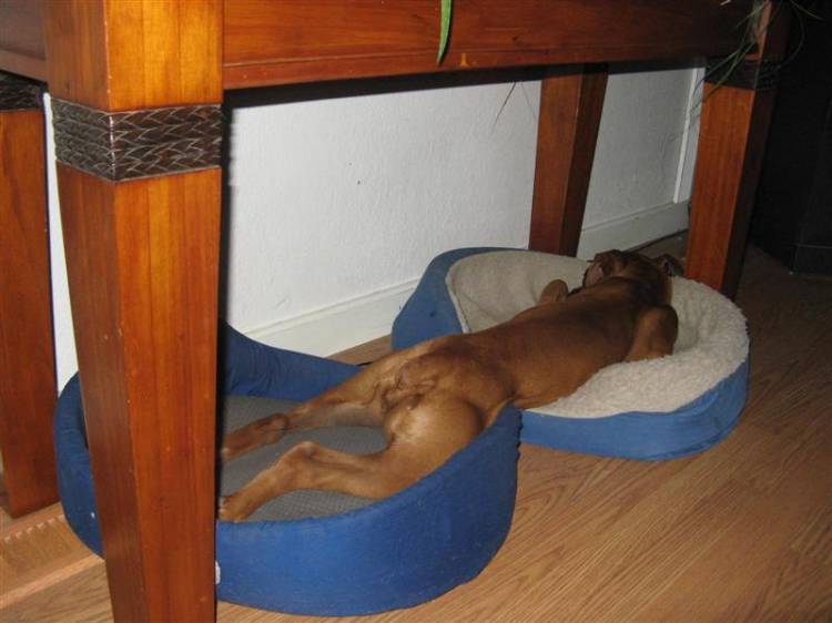 After_a_long_day_of_Boxer_play_Medium_