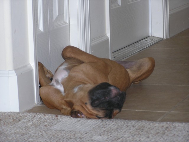 Afternoon Nap