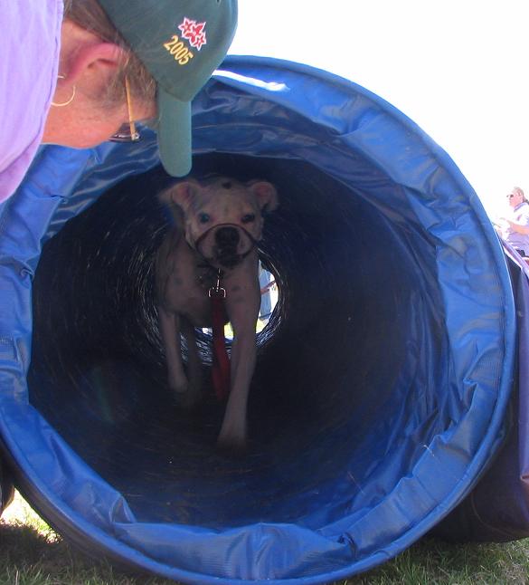 Agility Prospect?