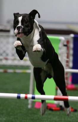 Agility1