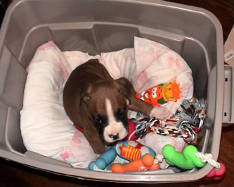 ah! Here are some toys!!