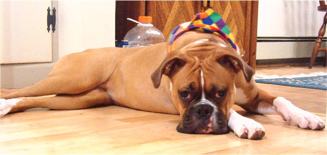 Ah, The life of a dog!