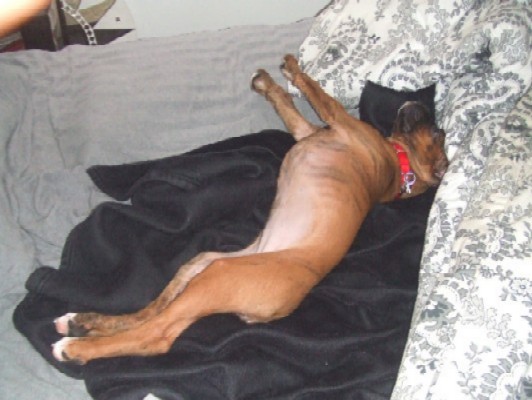 Ahhhh!!! Comfy!!!! 12 weeks old