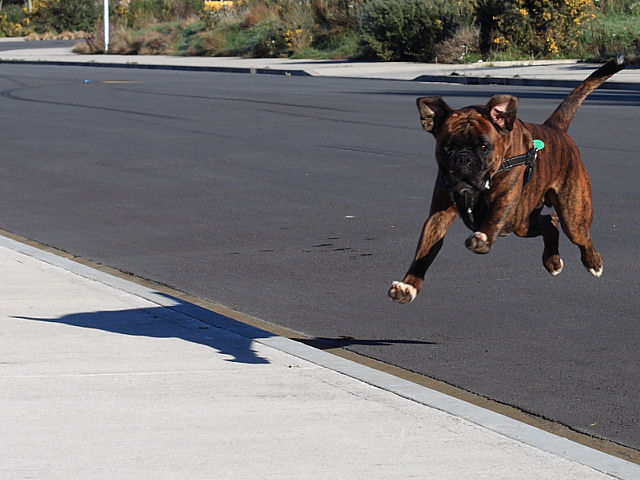 Airborne Harry