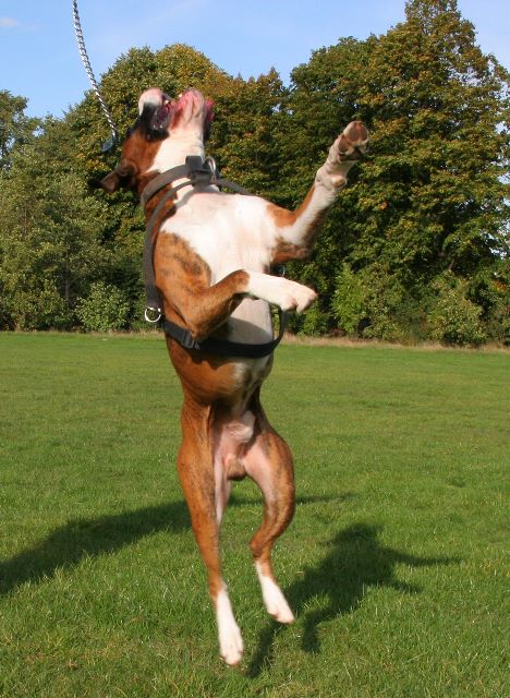 Airborne