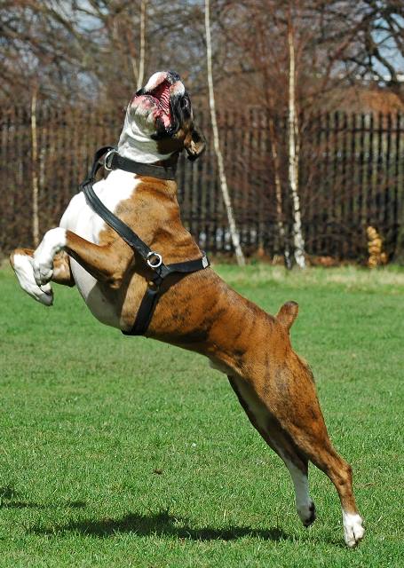 Airborne