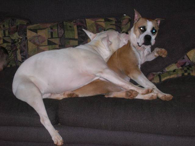 AJ being suffocated by one of his foster sisters Sugar!