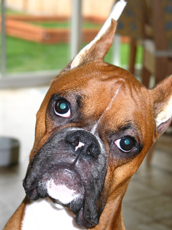 AJ says, "What?"