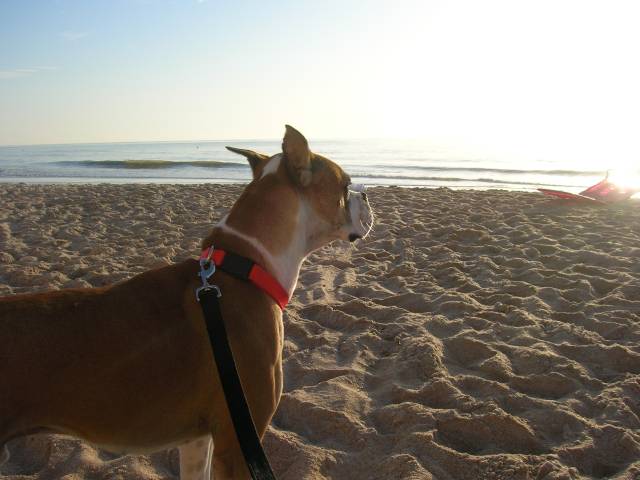 AJ seeing the ocean for the first time