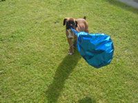 AL - 8 weeks