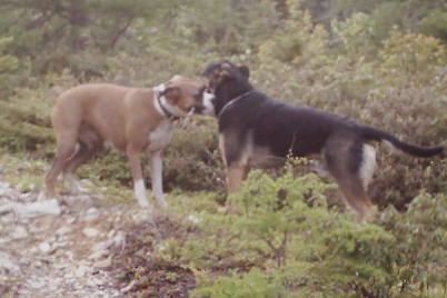 Al & Brooklyn whispering