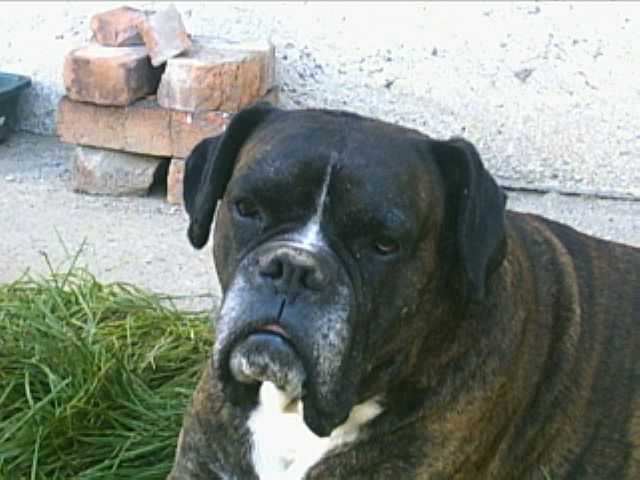 Aldo portrait