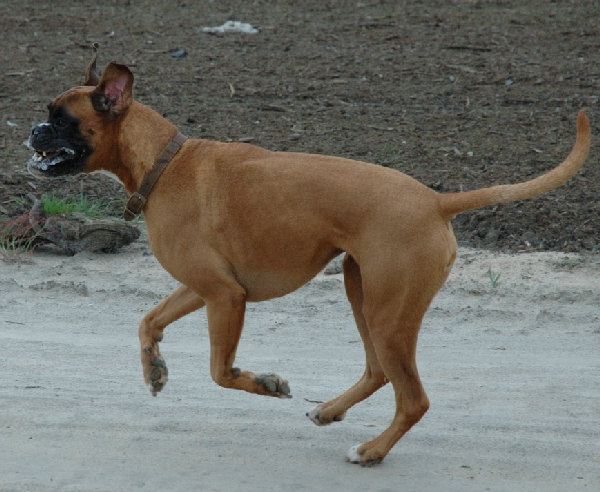 Alex speeding on the beach