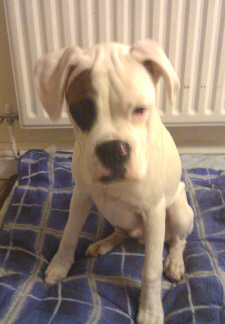 Alfie 2