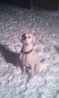 Alfie 3
