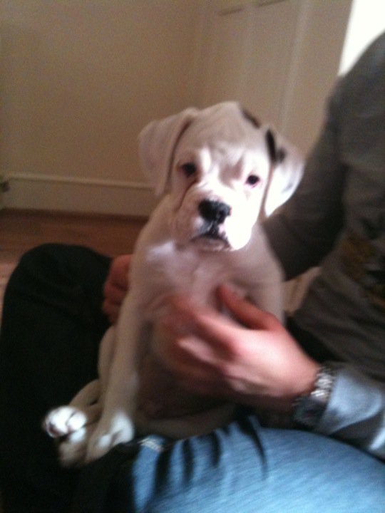 Alfie