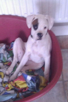 Alfie
