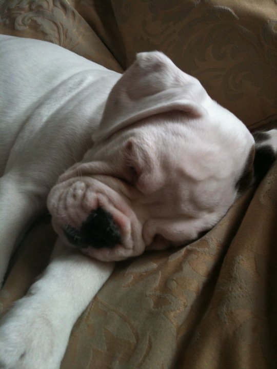 Alfie's first day at home