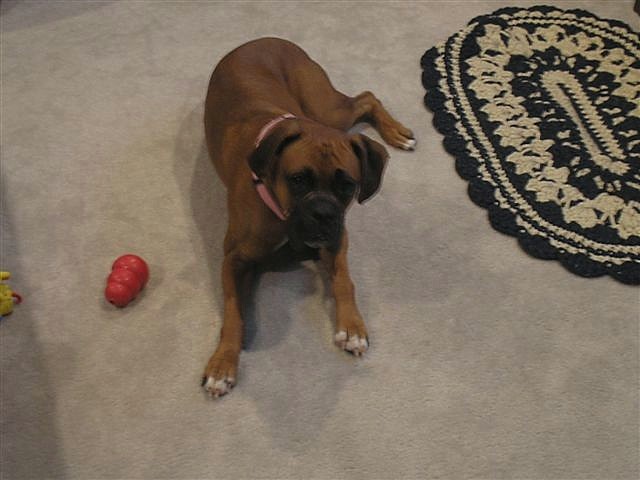 Ali and her kong
