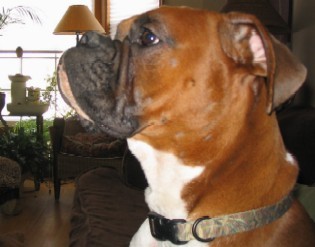 Ali - Boxer Royalty