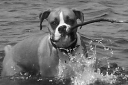 Ali bringing in a big stick