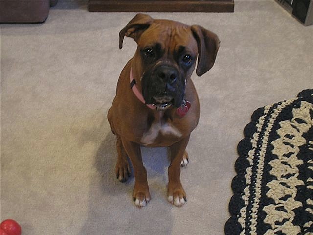 Ali in a "sit/stay"
