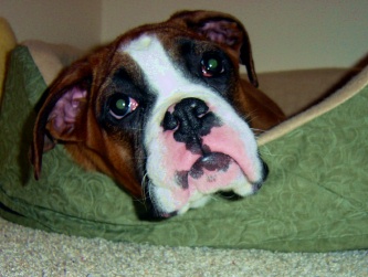 Ali in bed