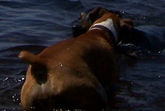 Ali is just learning to like water