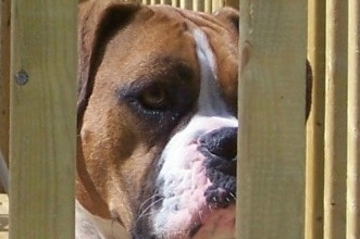 Ali lies on the deck keeping watch