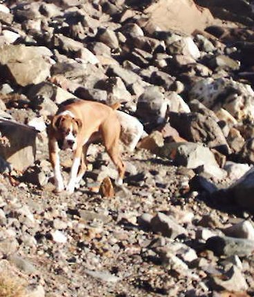 Ali loves checking things out on the rugged part of the beach.