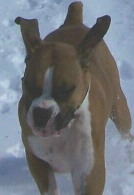Ali running in the snow