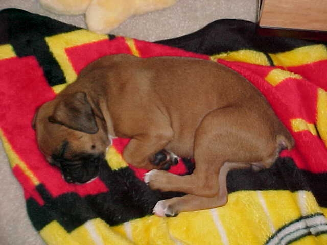 Ali sleeping....again
