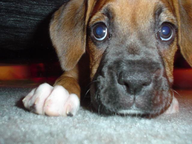 Ali under the bed