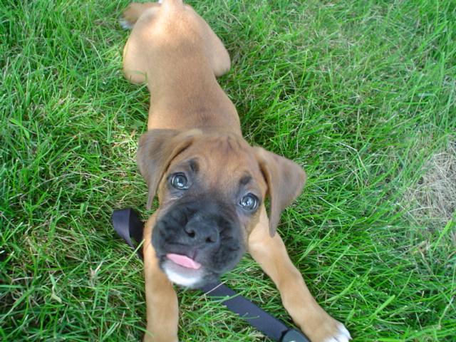 Ali
