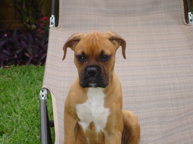 Ali