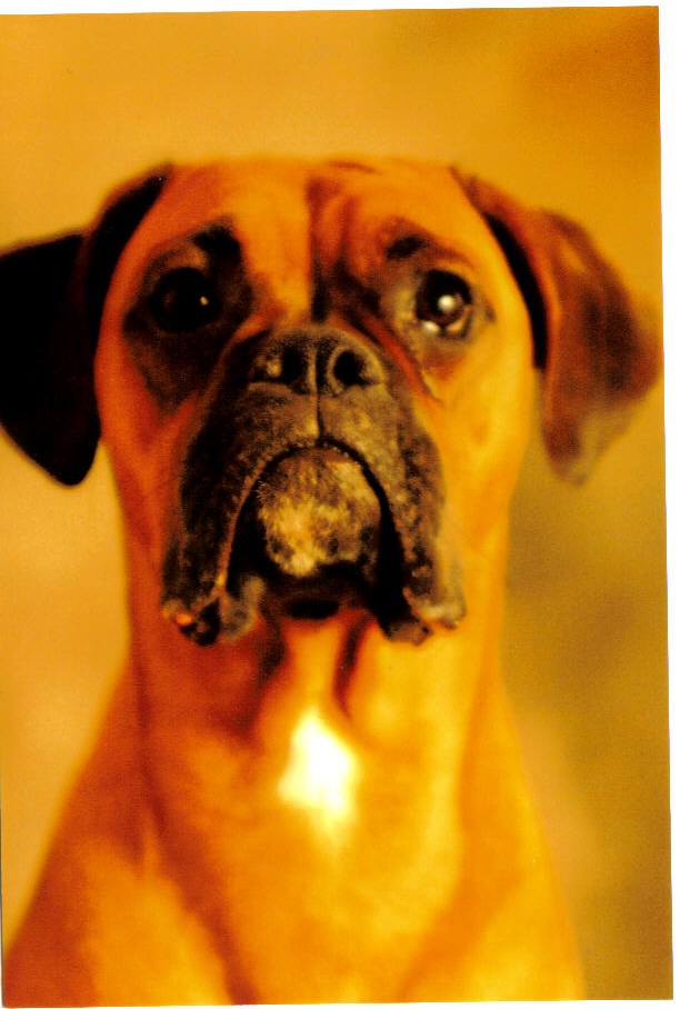 Ali