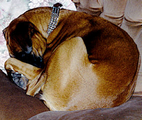 all curled up in a ball