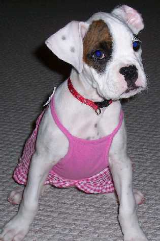 All Dressed Up