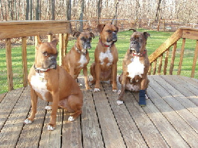 All Four Rescues............