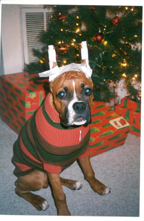 All I want for X-mas is for my ears to stand up...