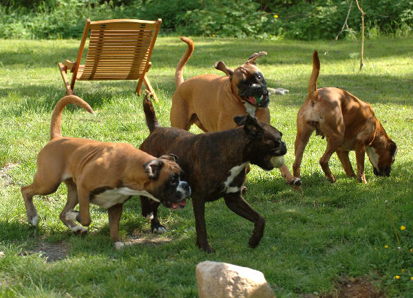 All of our present boxers